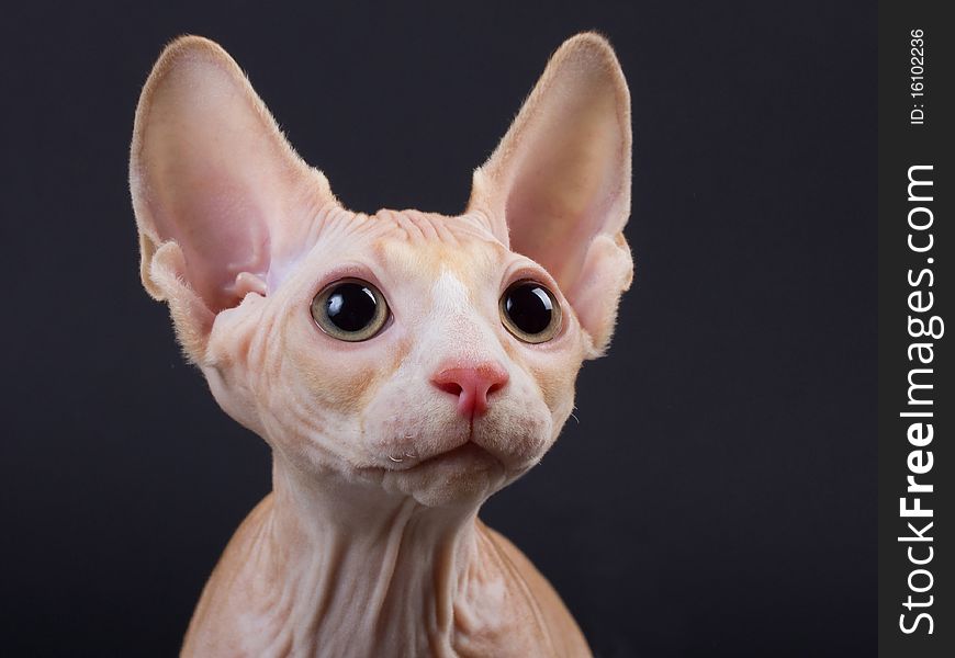 Sphynx Kitten Portrait