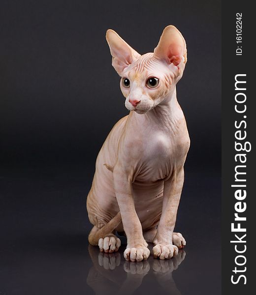 Sphynx kitten on a black background with reflection. Not isolated.