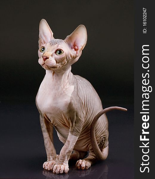 Sphynx kitten on a black background with reflection. Not isolated.