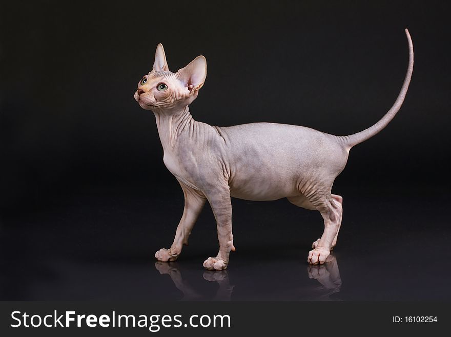 Sphynx kitten on a black background with reflection.