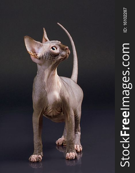 Sphynx kitten on a black background with reflection. Not isolated.