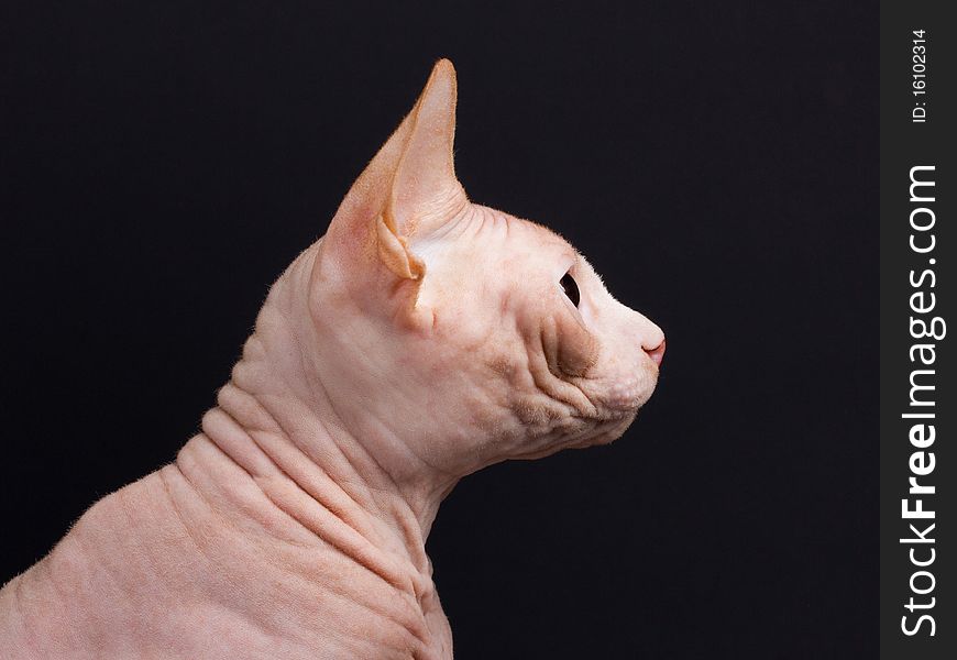 Sphynx Male In Profile