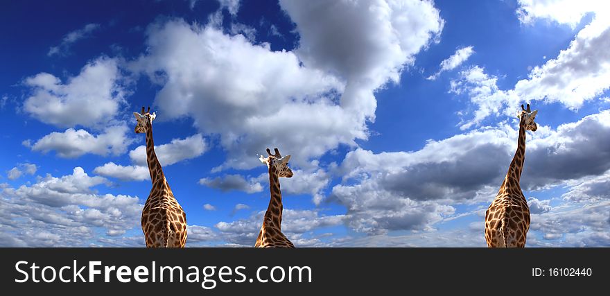 Curious giraffes with perfect sky background. Curious giraffes with perfect sky background
