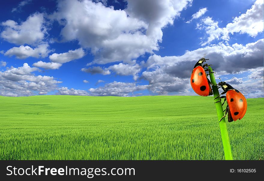 Green field with perfect sky background and two ladybugs. Green field with perfect sky background and two ladybugs