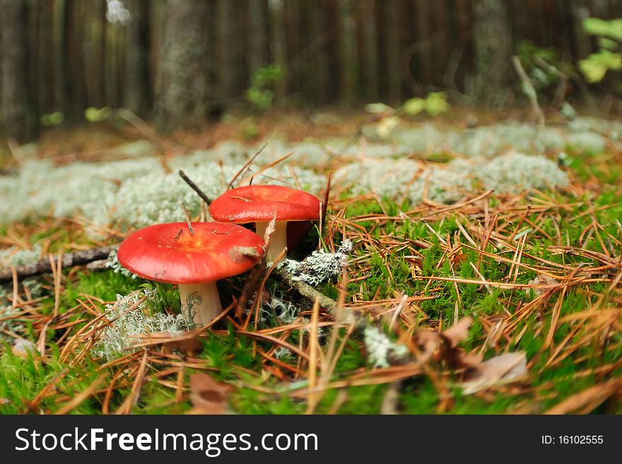Red edible russula mushrooms in the forest