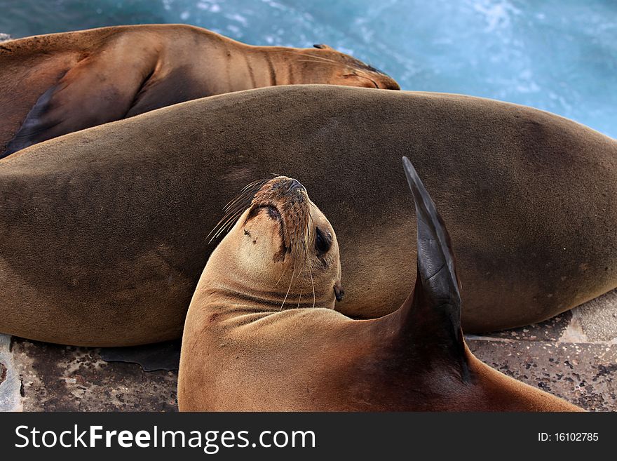 Three sea lions from the Galapagos Islands