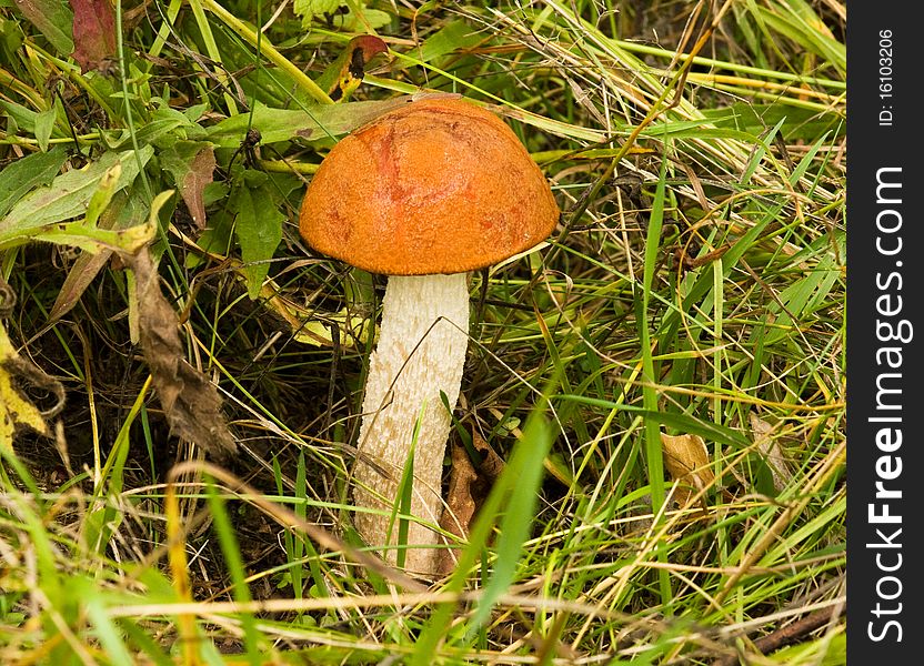 Leccinum mushroom close up in grass.