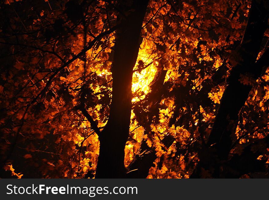 Yellow autumn foliage. Tree branches with leaves on the background of a lantern at night. Blur, out of focus. Abstraction.