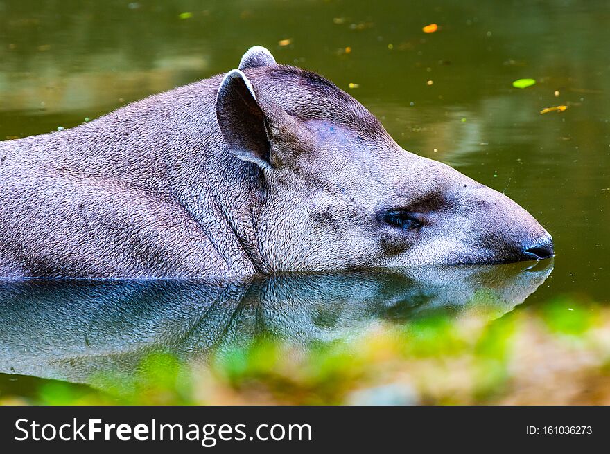 Brazilian Tapir In The Water