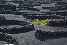 La Geria - Vineyard Region Of Lanzarote Stock Photo La Geria - Vineyard Region Of Lanzarote Stock Photo