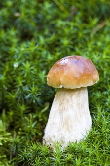 Mushroom In The Wild Royalty Free Stock Photo Mushroom In The Wild Royalty Free Stock Photo