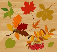 Silhouettes Of Autumn Leaves. Stock Image Silhouettes Of Autumn Leaves. Stock Image