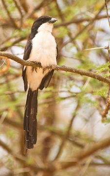 Long-tailed Fiscal Stock Images