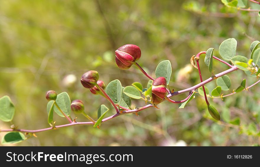 Caper (Capparis Spinosa) Buds On The Branch