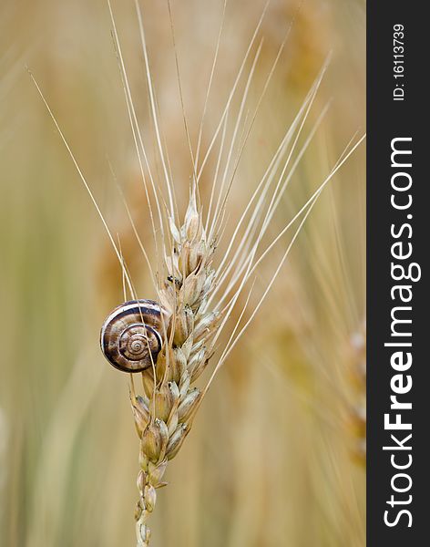 Little snail on ear of wheat