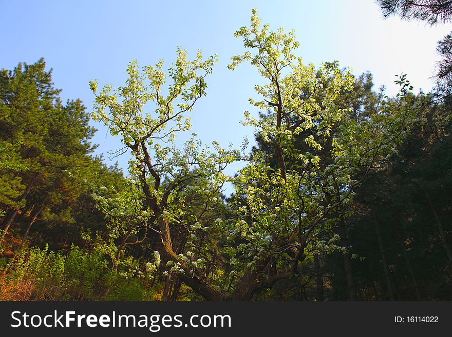 Pear in early spring