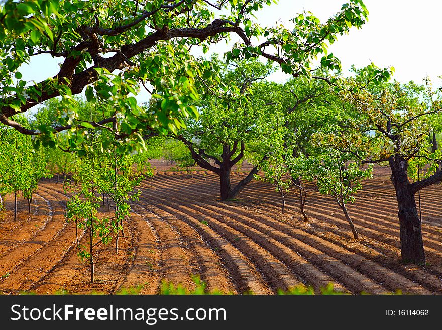 Pear in early spring