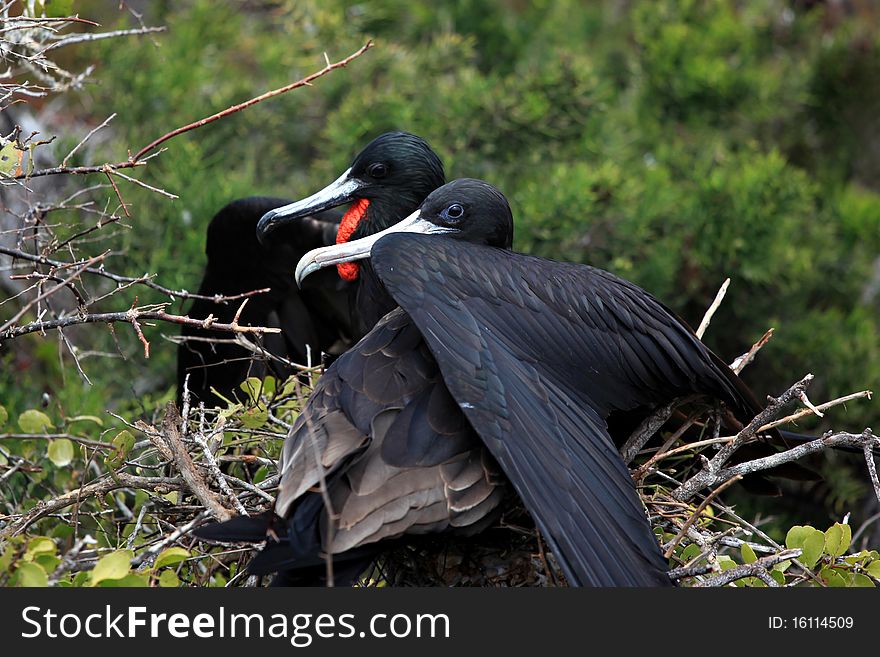 Couple of fregat birds from the Galapagos Islands