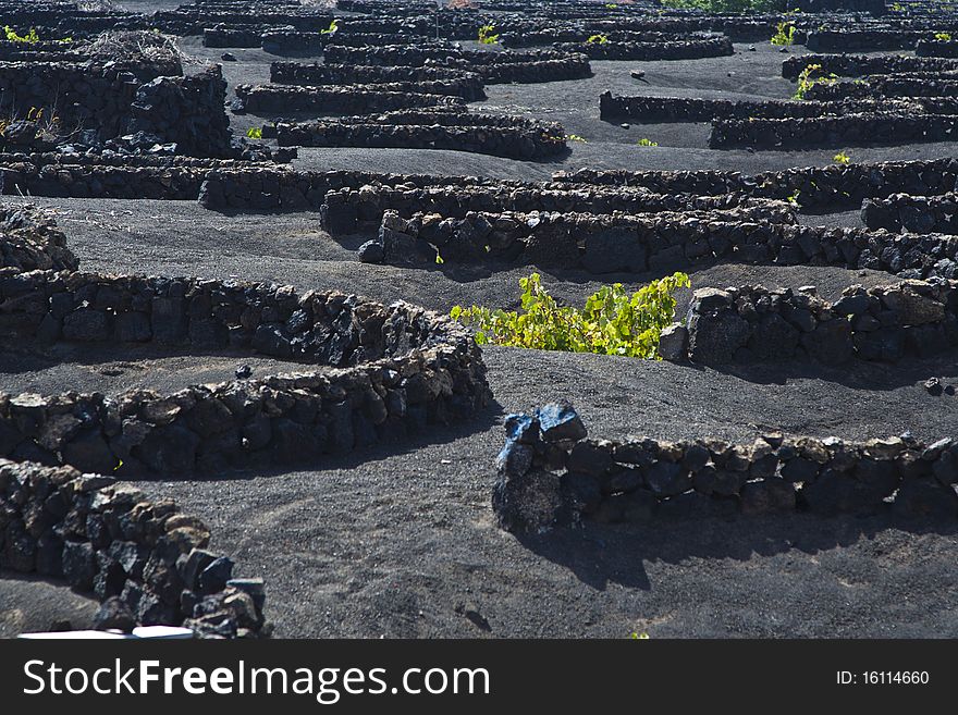 La Geria - vineyard region of Lanzarote, Canary Islands, grape vines grow in small walled craters in black volcanic ash