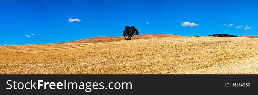 A tree stands isolated in the landscape. A tree stands isolated in the landscape.