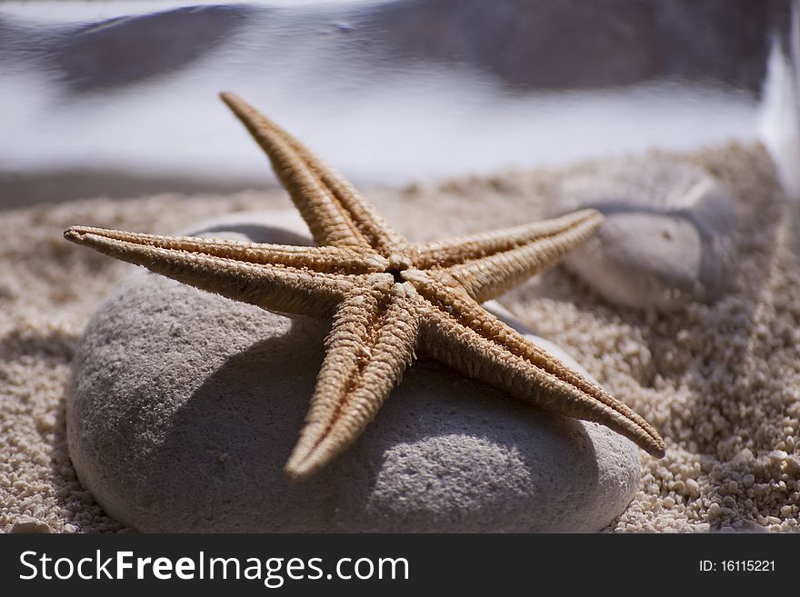 Starfish on the rock, sunny day