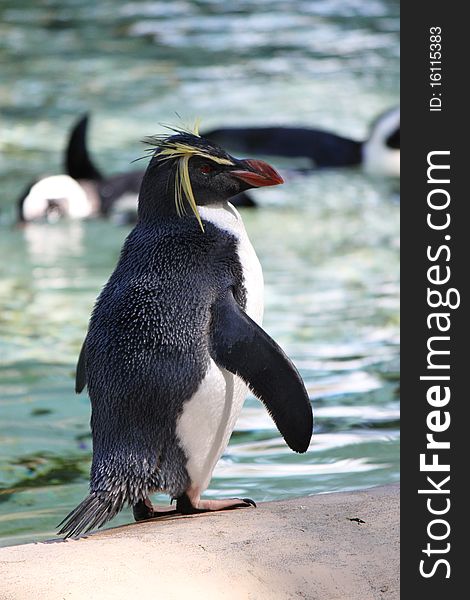 One of the unique species of penguins, rockhopper walking along the edge of the pool at London Zoo. One of the unique species of penguins, rockhopper walking along the edge of the pool at London Zoo