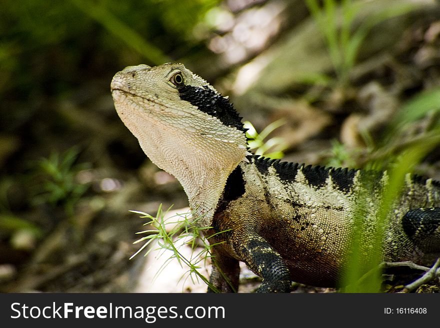 Australian's wild lizard (1mt in length). Australian's wild lizard (1mt in length)