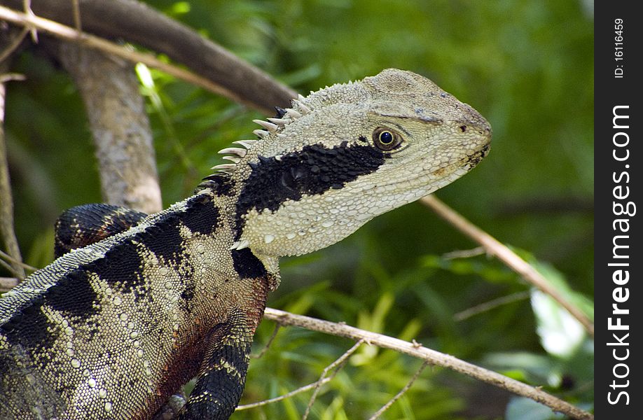 Australian's wild lizard (1mt in length). Australian's wild lizard (1mt in length)