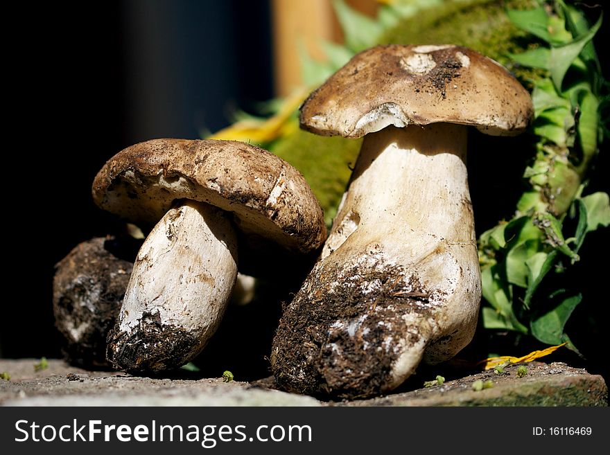 Photo of two fresh pore mushrooms.