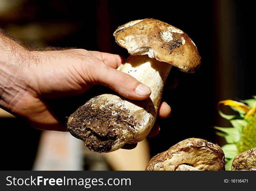 Man's hand picking a mushroom. Man's hand picking a mushroom.