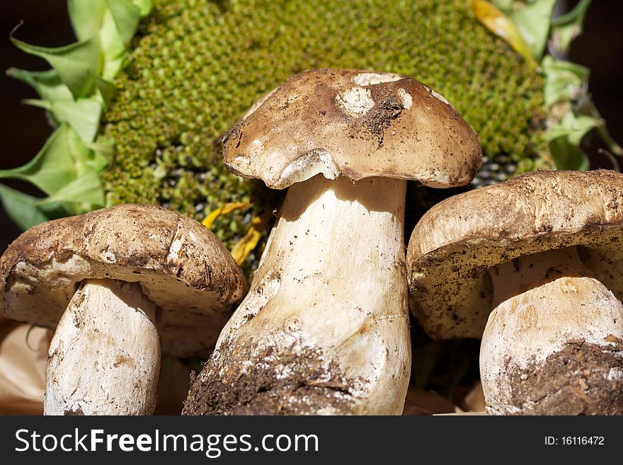 Three boletus with a suflower as  background. Three boletus with a suflower as  background.