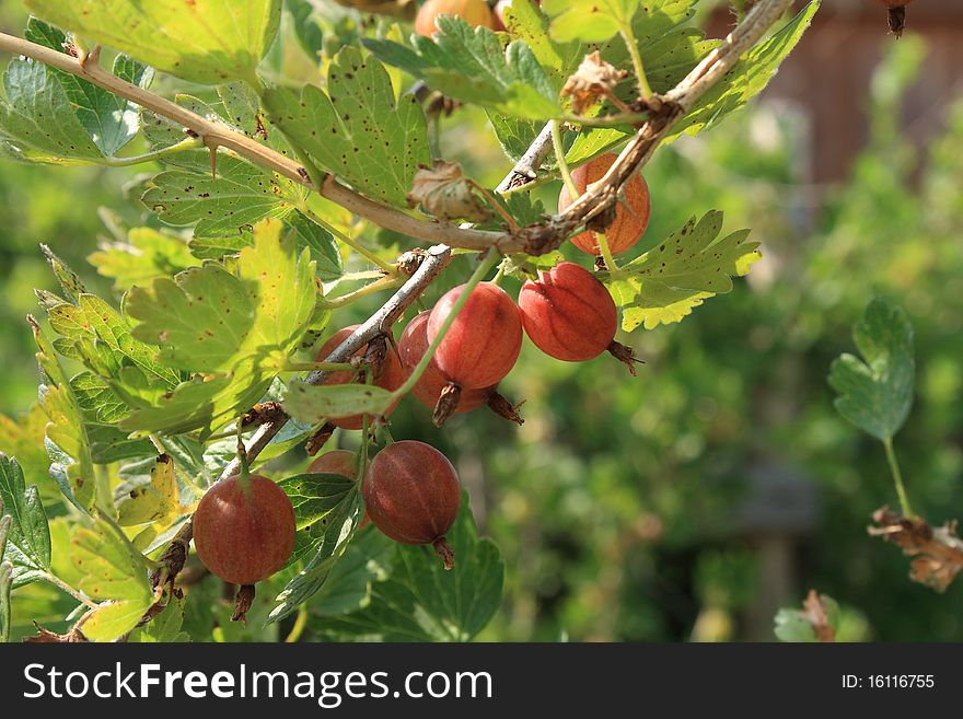 Bristly Grapes (Goose Berry)
