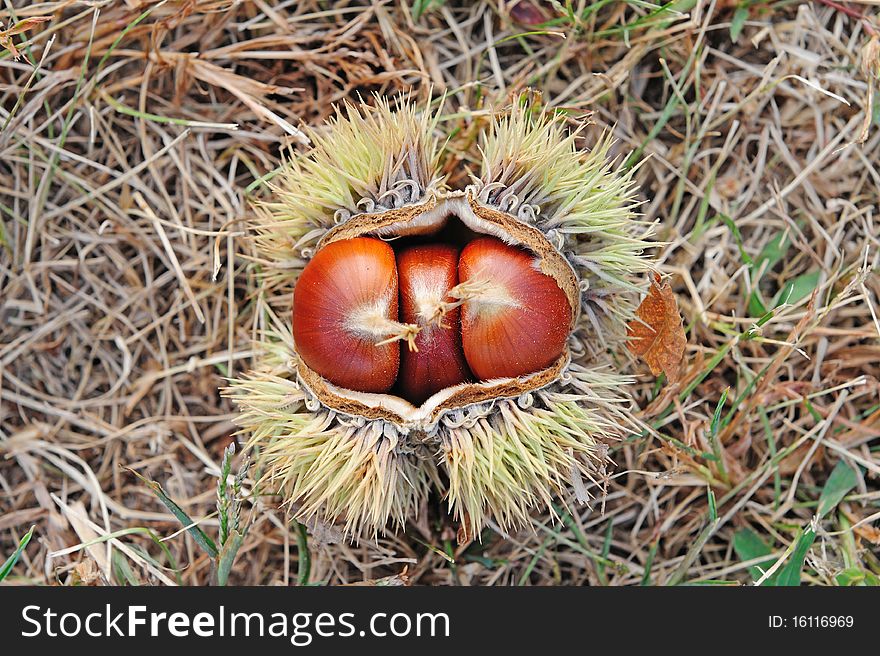 Riped chestnuts in the shell on the ground