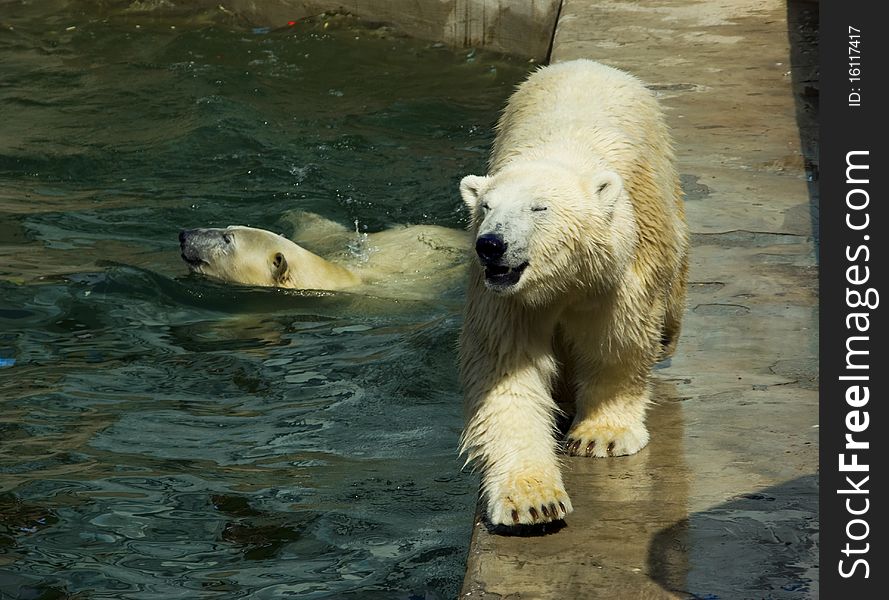 Polar bears in the Novosibirsk zoo
