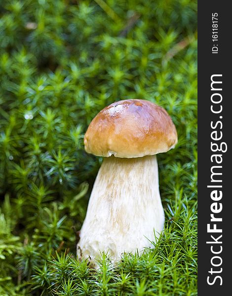 Mushroom In The Wild