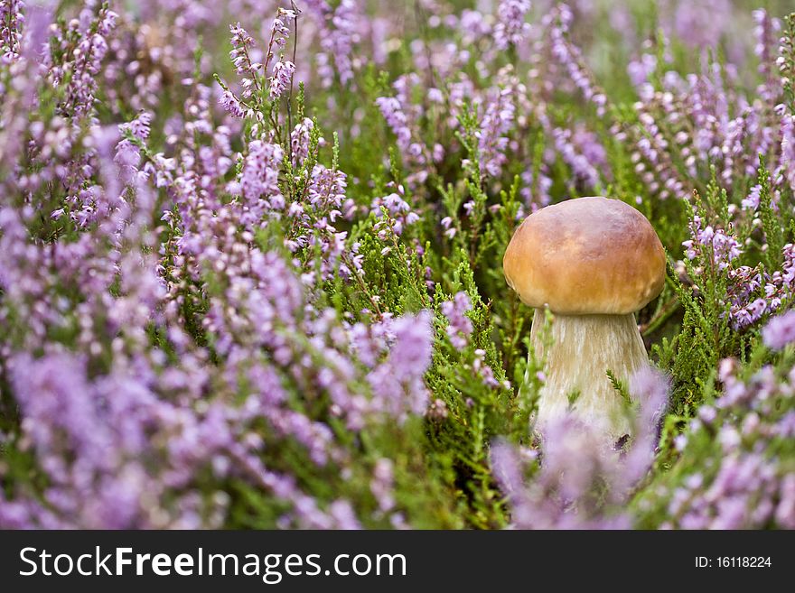Little boletus on the background of violet heather in the wild. Little boletus on the background of violet heather in the wild