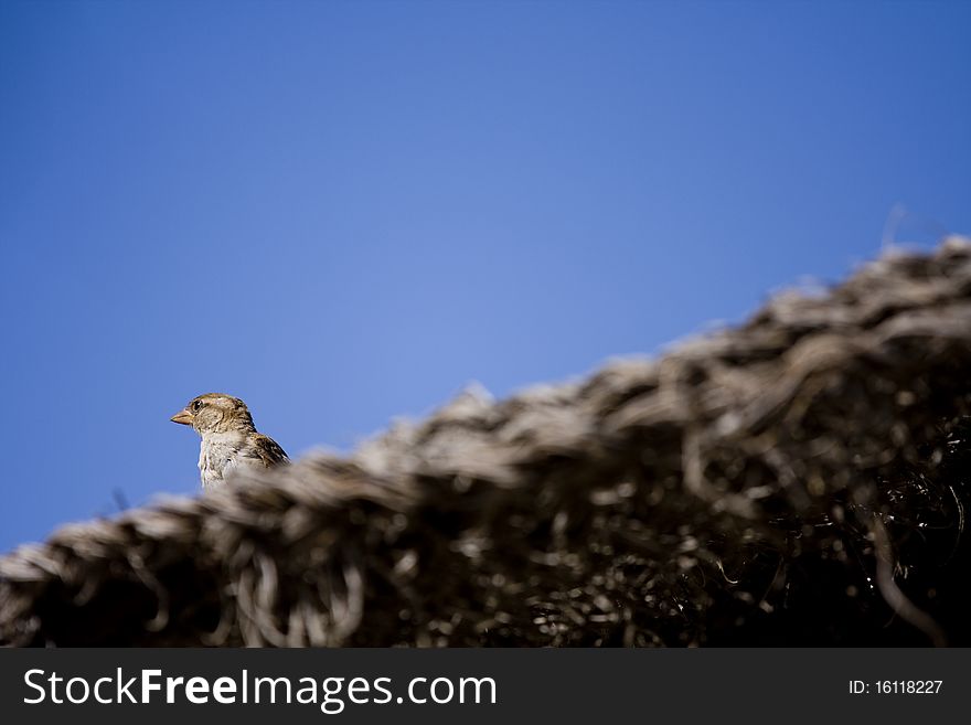 Pair of birds sitting on beach umbrella