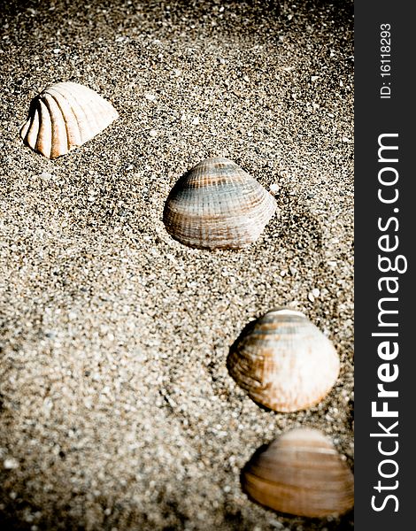 Vintage sea shells with sand as background. Vintage sea shells with sand as background