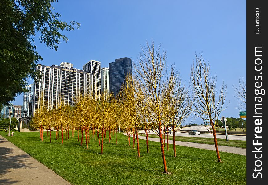 Painted Trees In Butler Field, Chicago