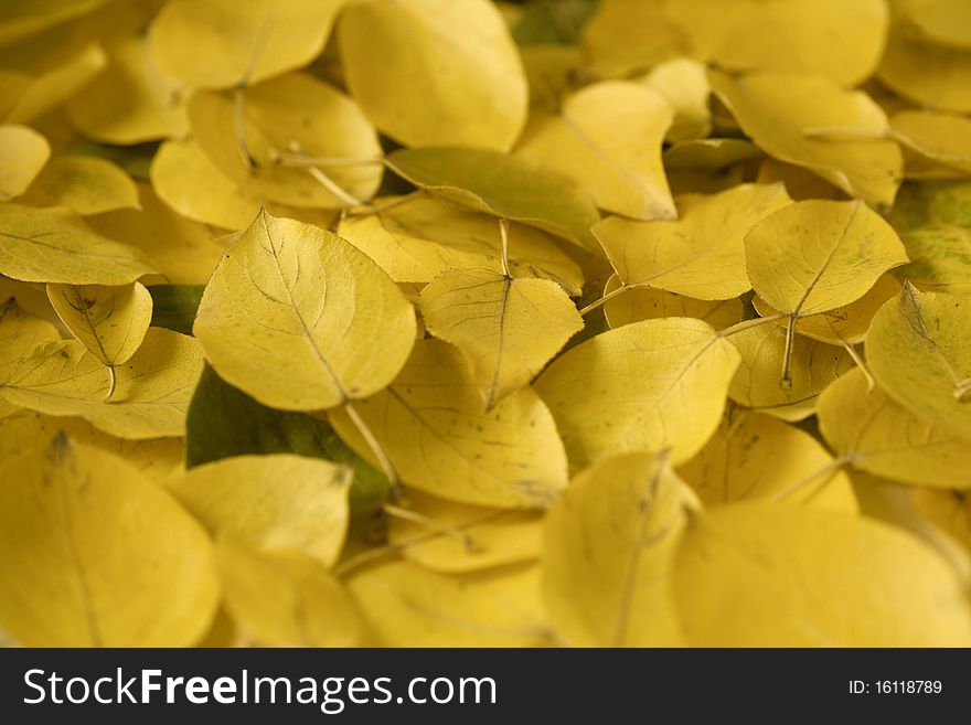 Yellow autumn leaves. Abstract beautiful backdrop for any purpose