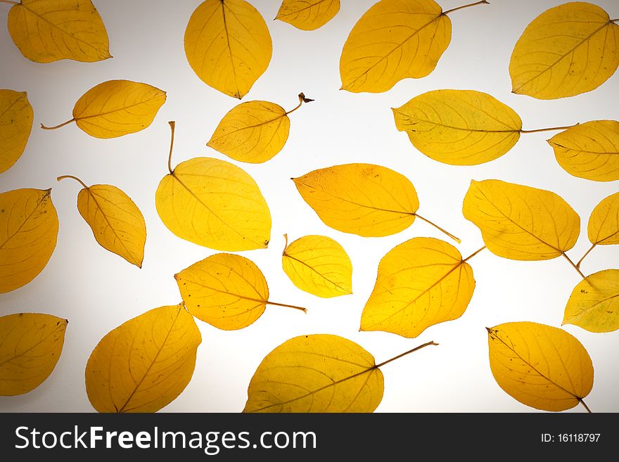 Yellow autumn leaves. Abstract beautiful backdrop for any purpose