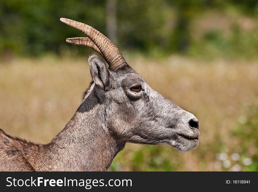 Close up of a Female Bighorn Sheep from the Canadian Rockies