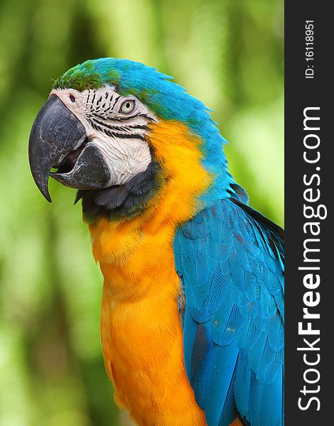 A blue and yellow macaw closeup