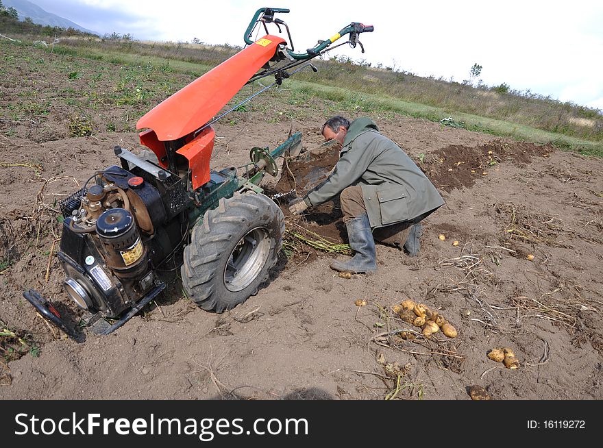 Farmer till the ground for setting potatoes. Farmer till the ground for setting potatoes