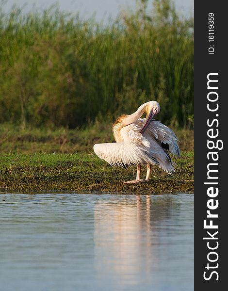 Great White Pelican Preening on shore