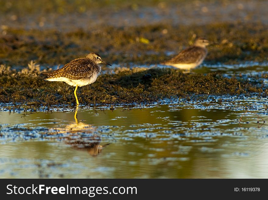 Wood Sandpiper resting on water shore