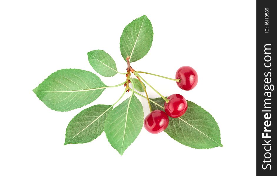 Three ripe cherries isolated on white background