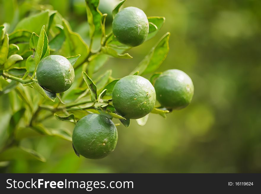 Oranges On A Tree