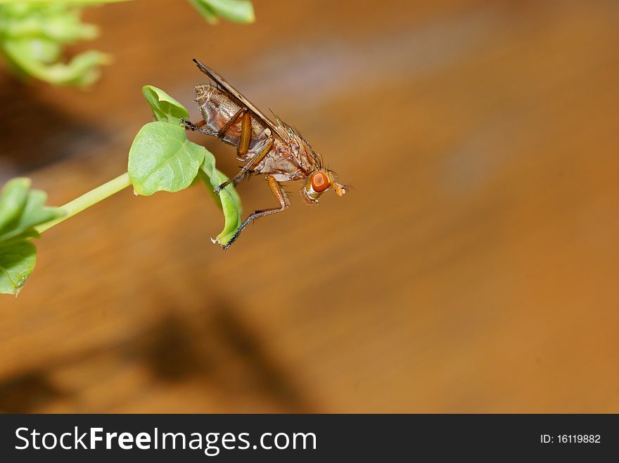 A sciomyzid fly sat on a leaf