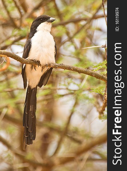 A Long-tailed Fiscal rests on a branch in Tsavo national park, Kenya.